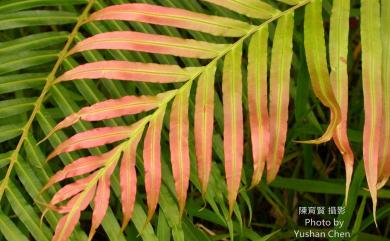 Blechnopsis orientalis (L.) C.Presl 擬烏毛蕨