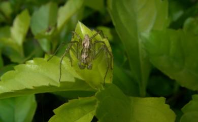 Oxyopes sertatus L. Koch, 1878 斜紋貓蛛