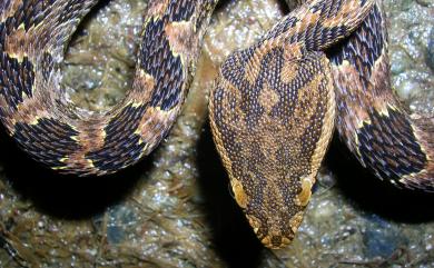 Protobothrops mucrosquamatus (Günther, 1864) 龜殼花