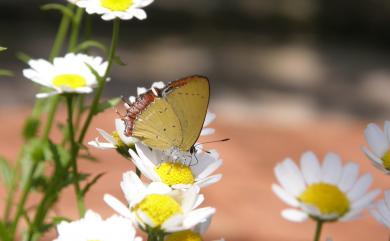 Heliophorus ila matsumurae 紫日灰蝶