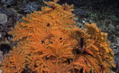 Echinogorgia pseudosassapo Kölliker, 1865 枝網棘柳珊瑚