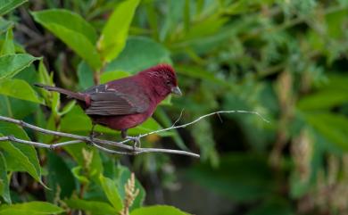 Carpodacus formosanus Ogilvie-Grant, 1911 臺灣朱雀