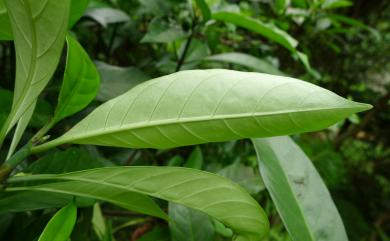 Psychotria rubra Poir. 九節木