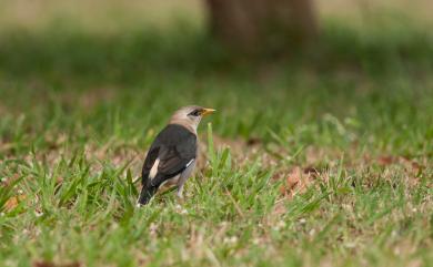 Acridotheres burmannicus (Jerdon, 1862) 葡萄胸椋鳥