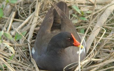 Gallinula chloropus (Linnaeus, 1758) 紅冠水雞