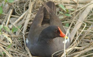 Gallinula chloropus (Linnaeus, 1758) 紅冠水雞