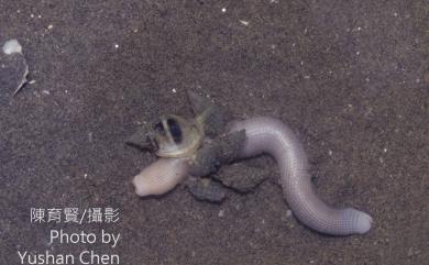 Sipunculus nudus Linnaeus, 1766 光裸方格星蟲