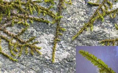 Racopilum aristatum Mitt., 1864 毛尖卷柏苔