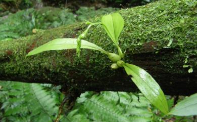 Liparis bootanensis Griff. 一葉羊耳蒜