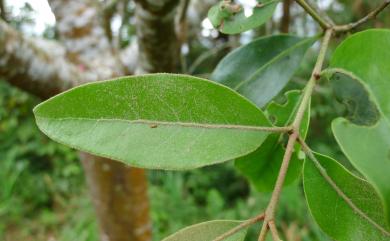 Scurrula liquidambaricolus (Hayata) Danser 大葉桑寄生