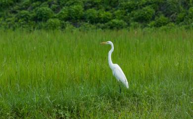 Ardea alba modesta J. E. Gray, 1831 大白鷺