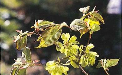 Ulmus uyematsui 阿里山榆