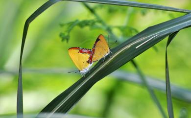 Heliophorus ila matsumurae (Fruhstorfer, 1908) 紫日灰蝶