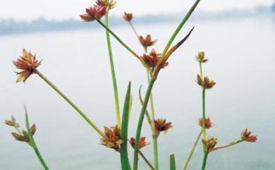 Juncus leschenaultii 錢蒲