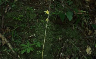 Aphyllorchis montana 山林無葉蘭