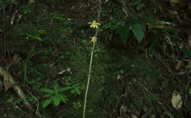 Aphyllorchis montana Rchb.f. 山林無葉蘭