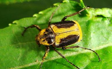 Neovalgus formosanus Miyake, 1985 黃斑扁花金龜