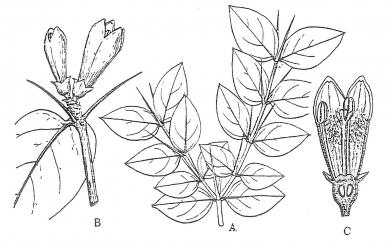 Damnacanthus indicus 伏牛花