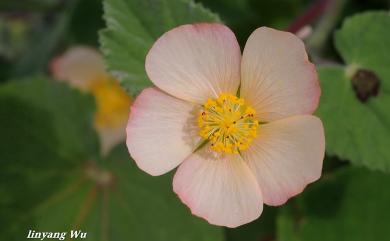 Abutilon hulseanum 疏花莔麻