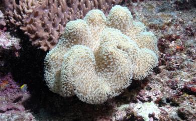 Sarcophyton elegans Moser, 1919 優雅肉質軟珊瑚