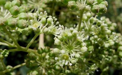 Aralia bipinnata Blanco 裏白楤木