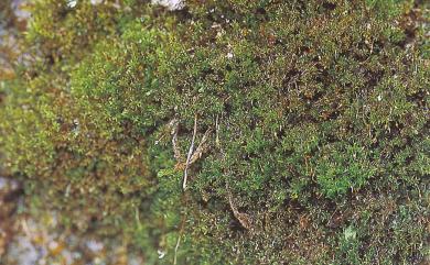 Hymenostylium recurvirostrum var. cylindricum (Bwtr.) Zand., 1982 柱蒴立膜苔