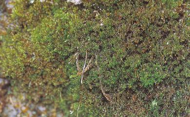 Hymenostylium recurvirostrum var. cylindricum (Bwtr.) Zand., 1982 柱蒴立膜苔