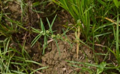 Euphorbia bifida Hook.& Arn. 華南大戟