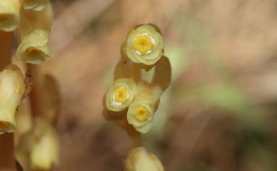 Monotropa hypopithys L. 錫杖花