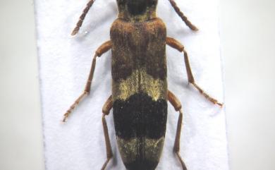 Hypulus cingulatus Lewis, 1895 腰條闊肩長朽木蟲