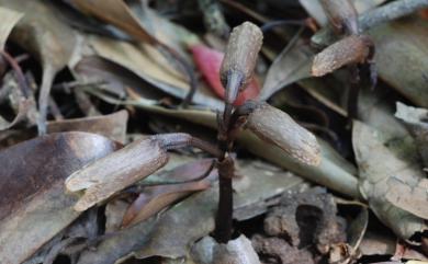 Gastrodia flexistyla 摺柱赤箭