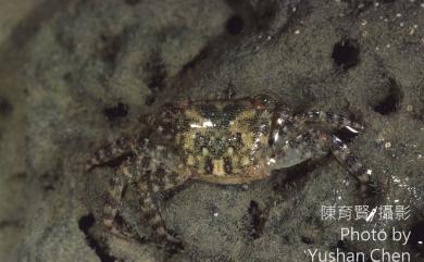 Metopograpsus thukuhar (Owen, 1839) 方形大額蟹