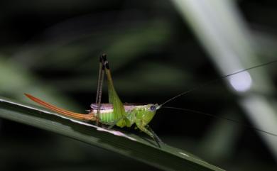 Conocephalus gigantius (Matsumura & Shiraki, 1908) 大草螽