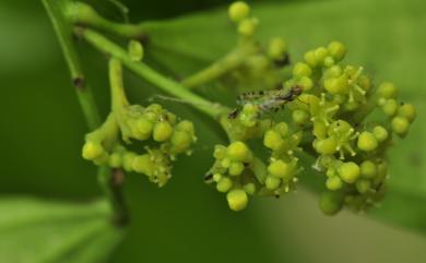 Cocculus laurifolius DC. 樟葉木防己