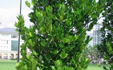 Garcinia subelliptica Merr. 菲島福木