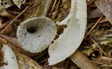 Dictyophora indusiata 長裙竹蓀