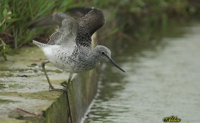 Tringa nebularia (Gunnerus, 1767) 青足鷸