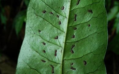 Neolepisorus ensatus (Thunb.) Ching 盾蕨