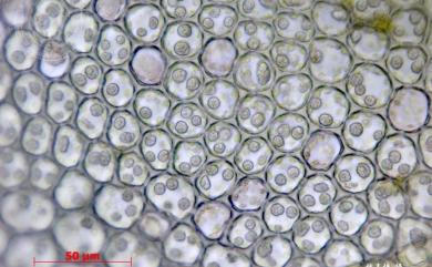 Cheilolejeunea imbricata (Nees, 1957) 瓦葉唇鱗蘚