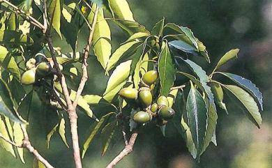 Lithocarpus brevicaudatus (Skan) Hayata 短尾葉石櫟