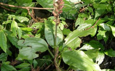 Goodyera grandis Blume 毛苞斑葉蘭