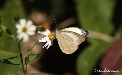 Cepora nadina eunama 淡褐脈粉蝶