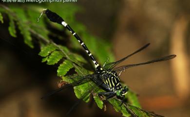 Merogomphus pavici Martin, 1904 窄胸春蜓