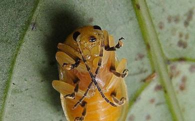 Menippus sericea (Weise, 1889) 褐梅螢金花蟲