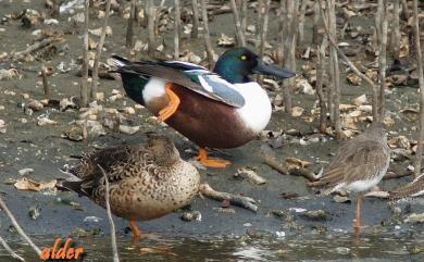 Spatula clypeata (Linnaeus, 1758) 琵嘴鴨