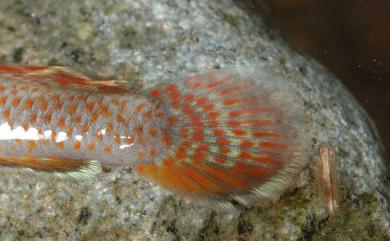 Rhinogobius rubromaculatus Lee & Chang, 1996 短吻紅斑吻鰕虎