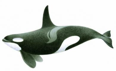Orcinus orca Linnaeus, 1758 虎鯨