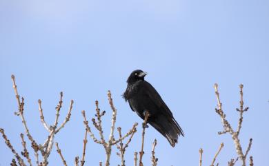 Corvus corone orientalis (Eversmann, 1841) 小嘴烏鴉