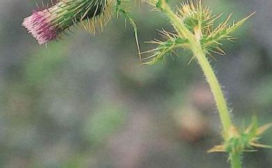 Cirsium ferum 鱗毛薊