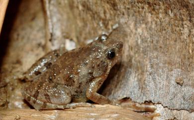 Microhyla butleri Boulenger, 1901 巴氏小雨蛙